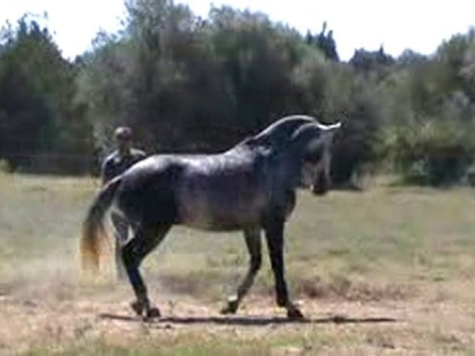 Vidrié, élevage Felix da Costa
