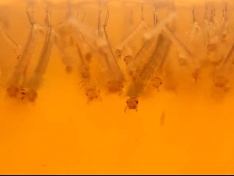 La danse des larves de moustiques