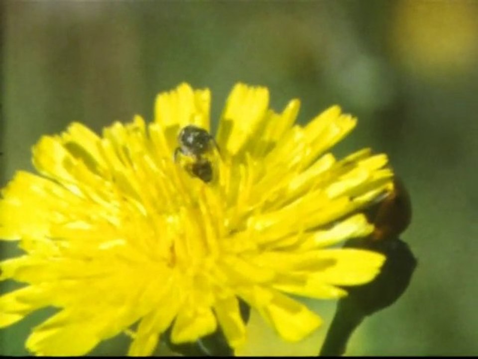 Ce petit monde des insectes