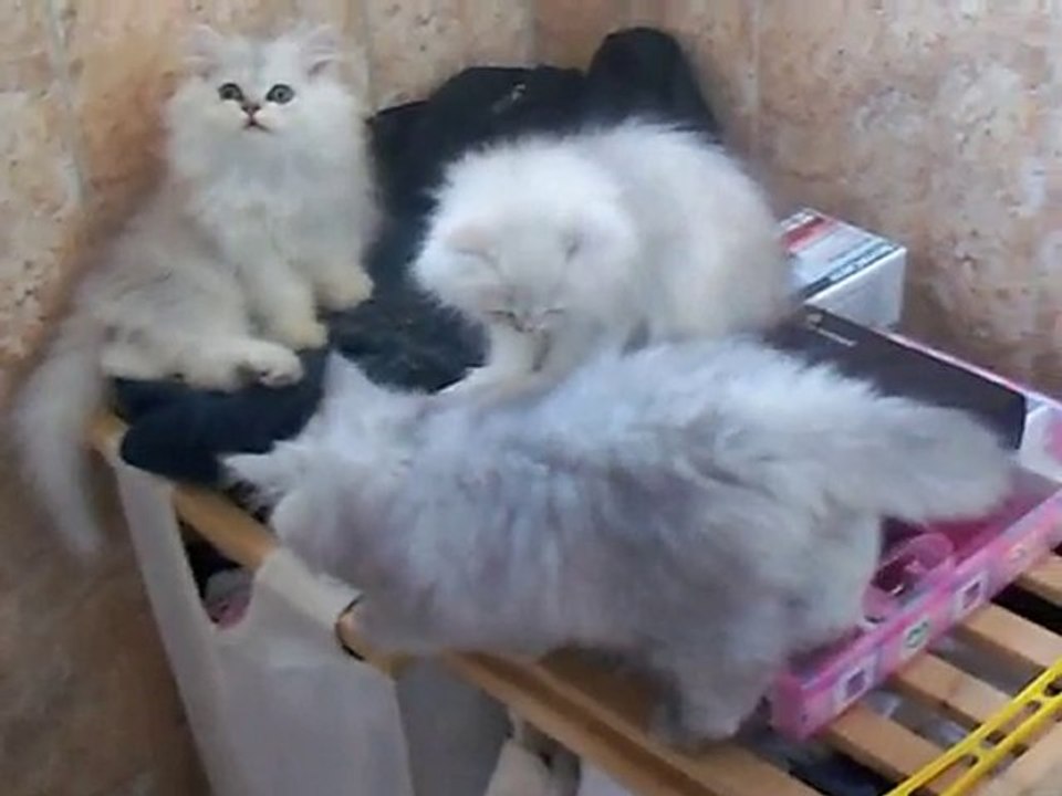 chatons 3 mois