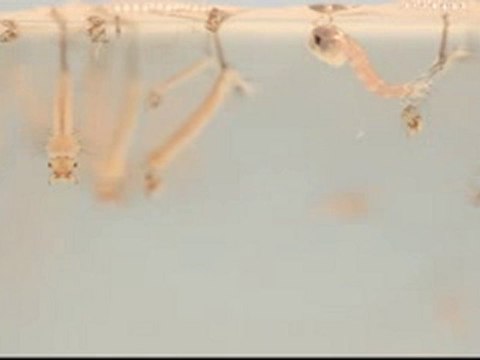 Les larves de moustiques filtreuses d'eau