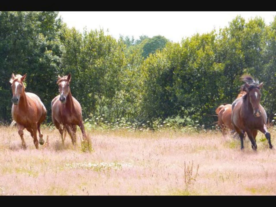 Eux, nos chevaux...