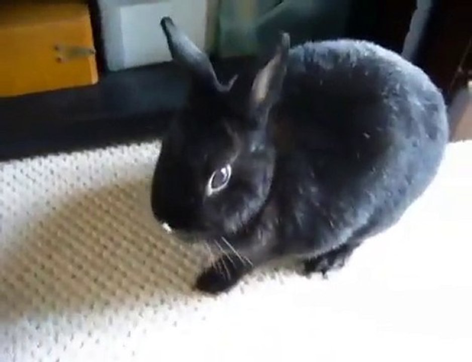 うさぎの「黒」です。自分の棚に進入されました。