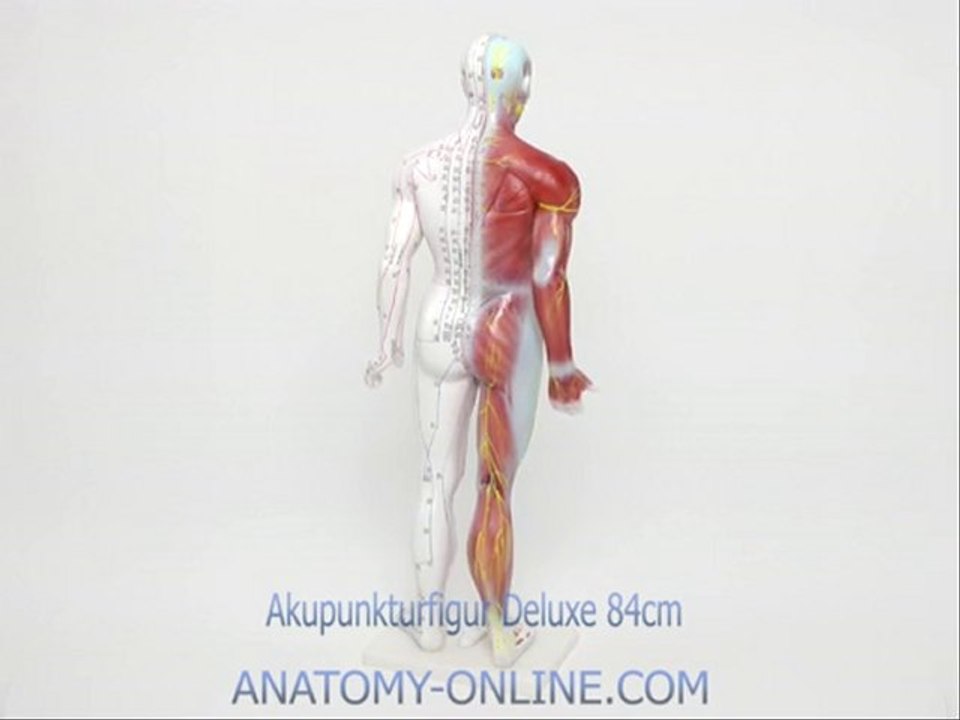 Akupunktur Modell Deluxe 84cm