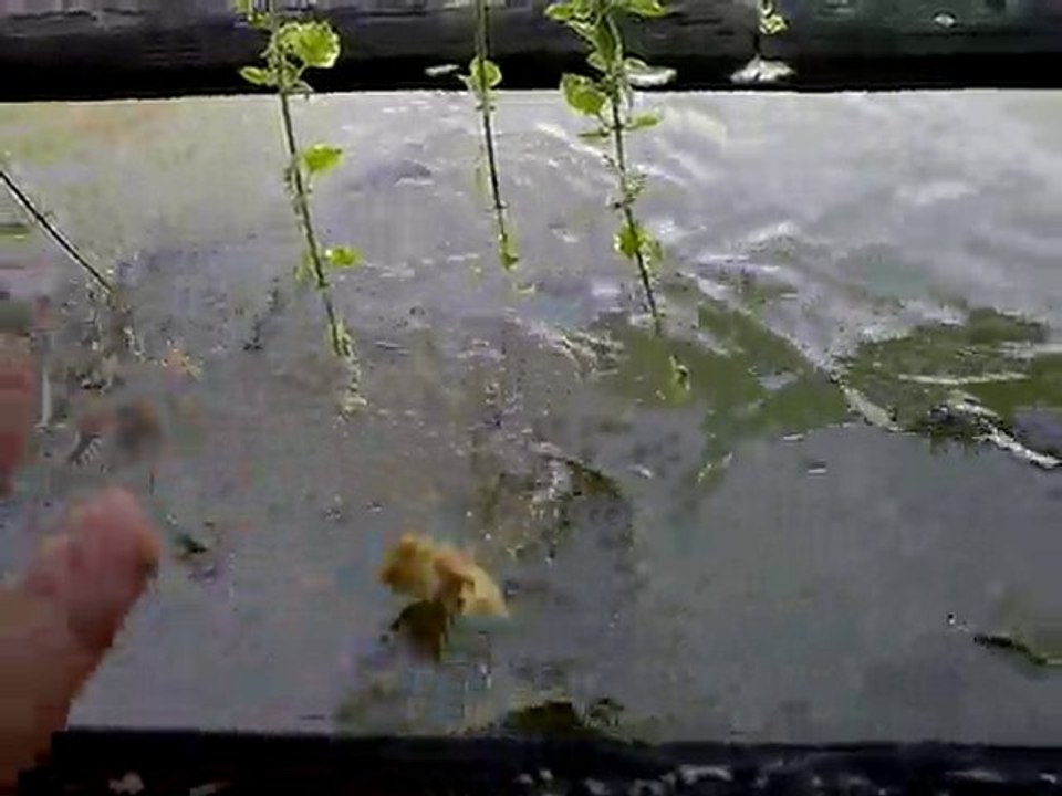 carpes restaurant walibi