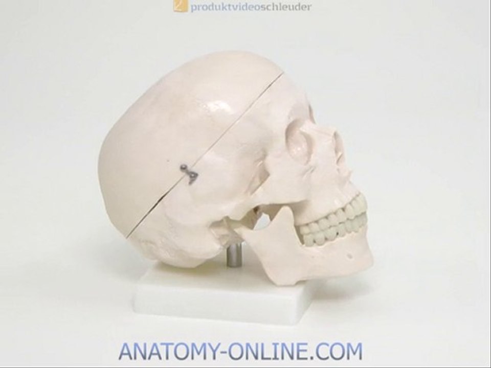 Schädel modell detalliert