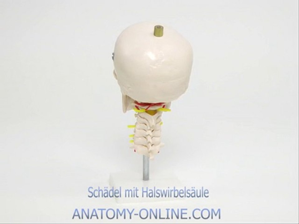 Anatomie Schädel mit HWS