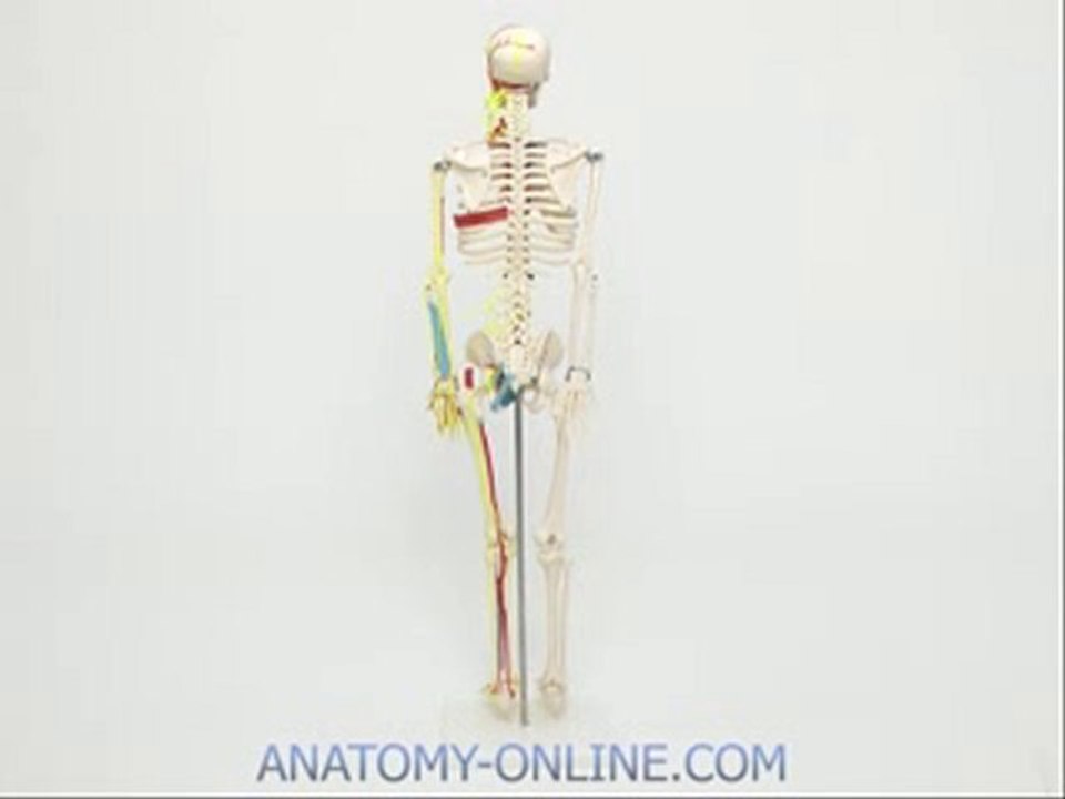 Anatomie Skelett mit Blutgefäßen 85cm