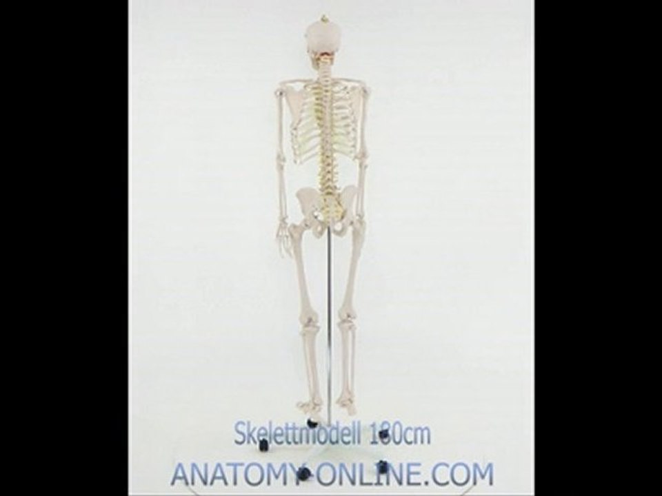 Anatomie Modell Skelett Lebensgroß 1,75m
