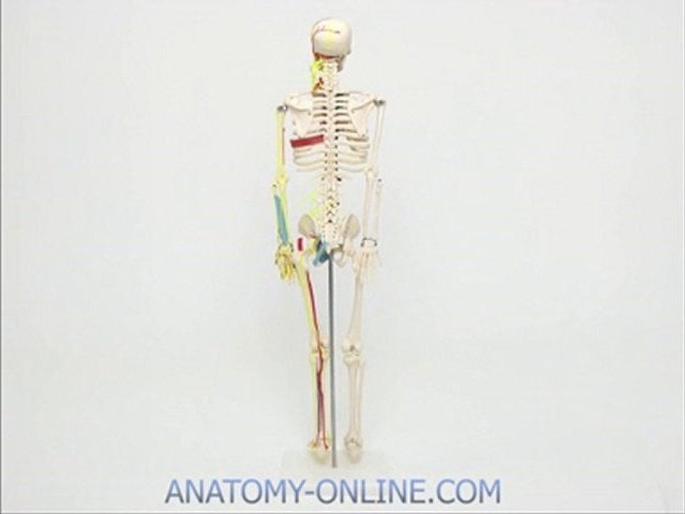 Anatomie Modell Skelett 85cm mit Blutgefäßen