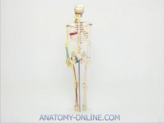 Anatomie Modell Skelett 85cm mit Blutgefäßen