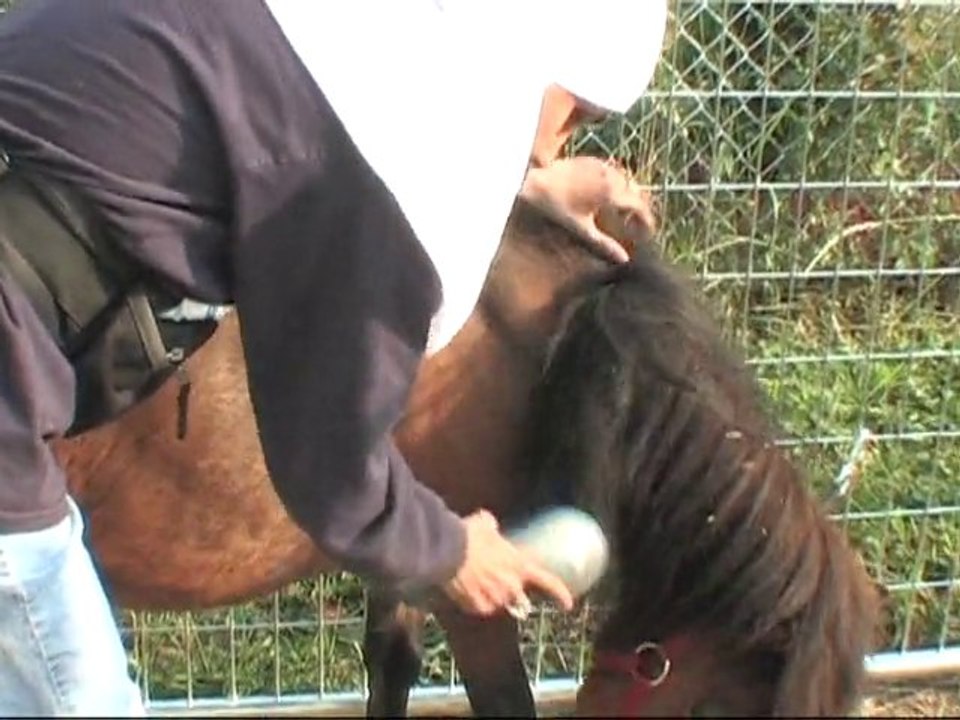 A guide horse for the blind