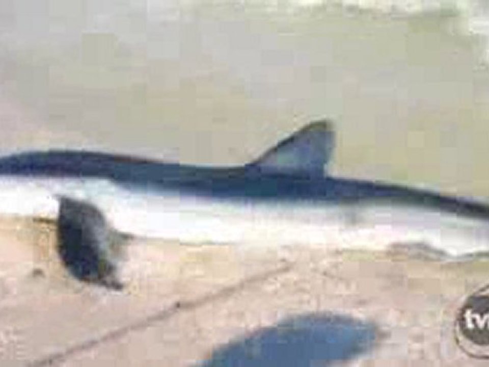 Szczęki wróciły do New Jersey