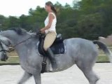 Alba 21 - jument KWPN - 7ans - Dressage