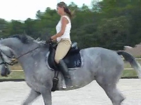 Alba 21 - jument KWPN - 7ans - Dressage