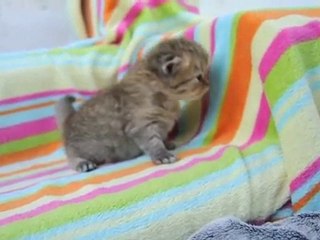 Chaton Persan Golden Disponible