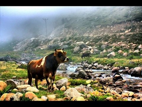 amlakit yaylası-slayt birol topaloğlu