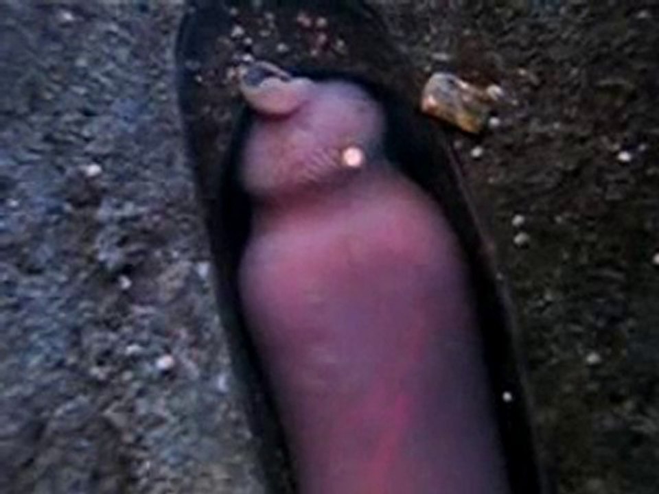 It looks like a penis with condom on?  but is a worm ...