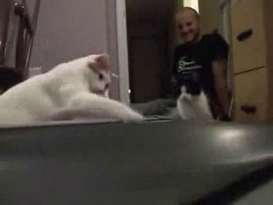 Cats Try to Understand Treadmill