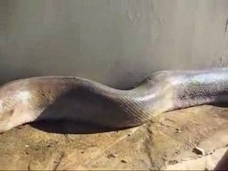 Le plus long serpent du monde est mort