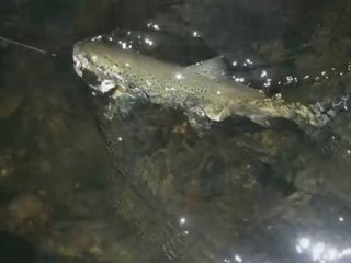 Le Doubs Franco Suisse