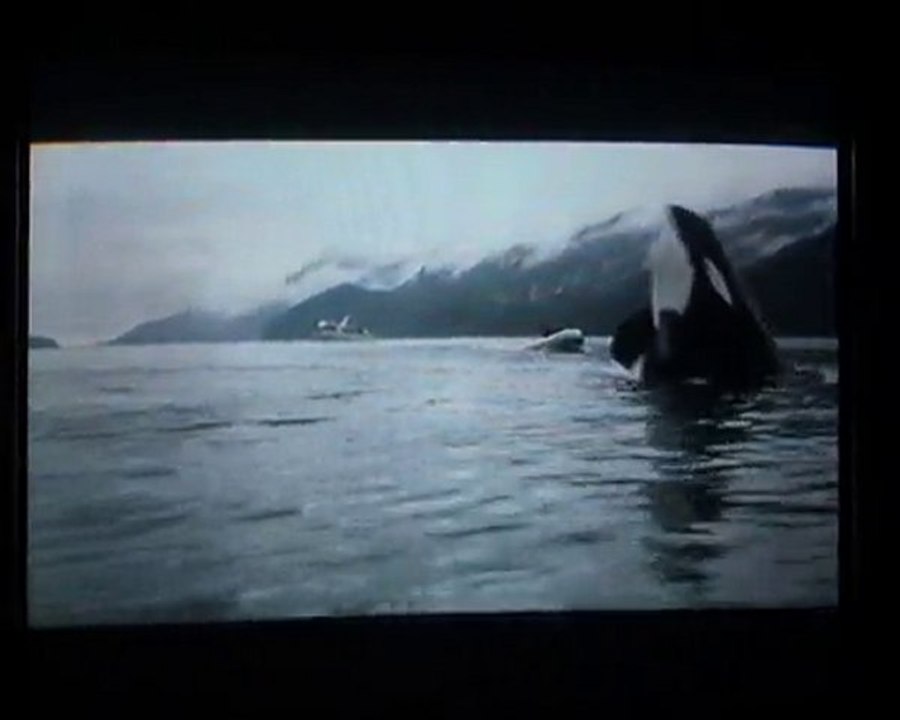 Sauvez Willy 3 [2/5]