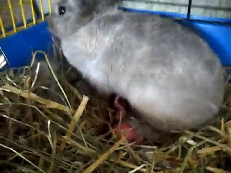 préparation du nid et accouchement de lapin
