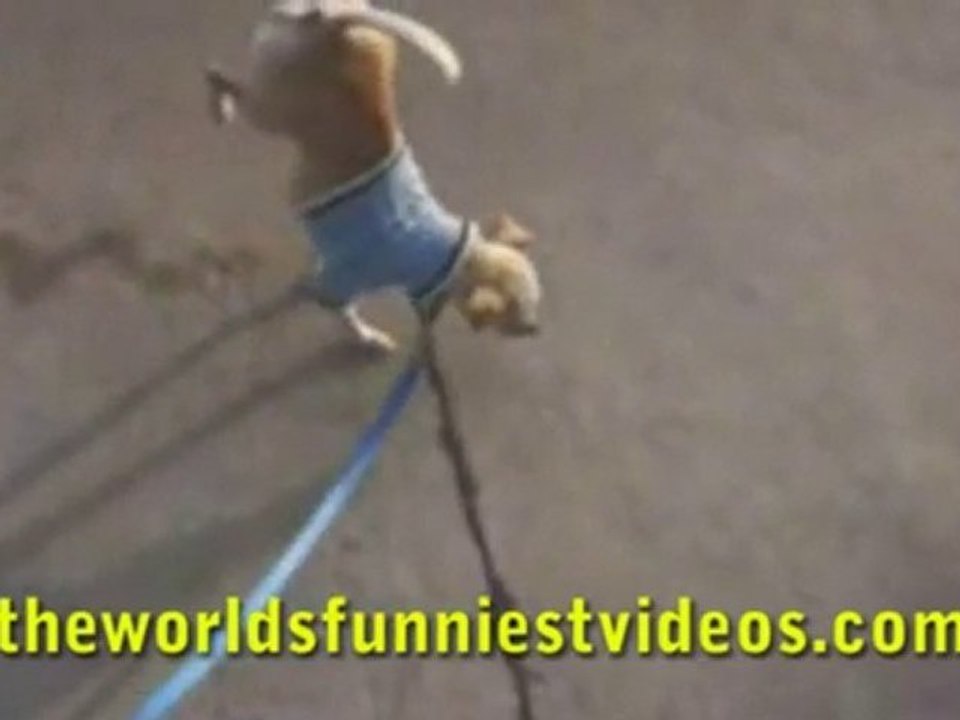 Best_dog_trick_ever