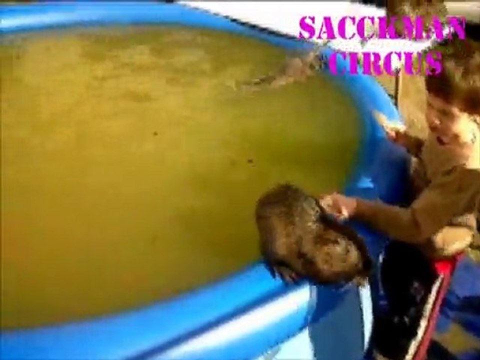 un plouf dans la piscine