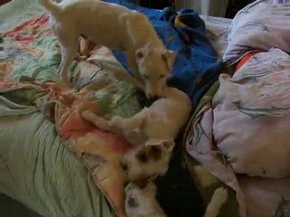 Juni, Donnie et Forget