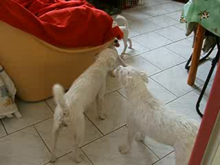 Juni, Donnie, Despé...