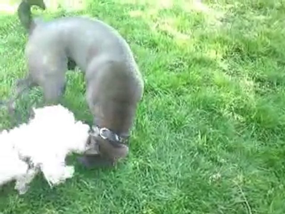 Mogwaï avec caniche