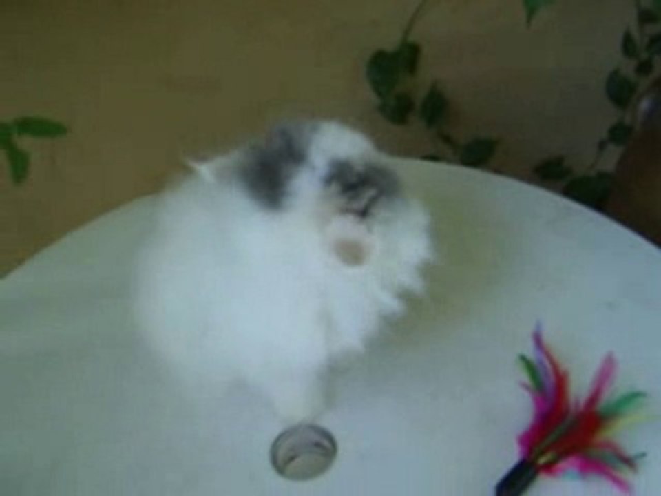 fauve 2 12082010