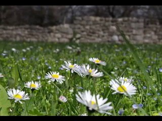 Ivica Lauš - Za jedan groš