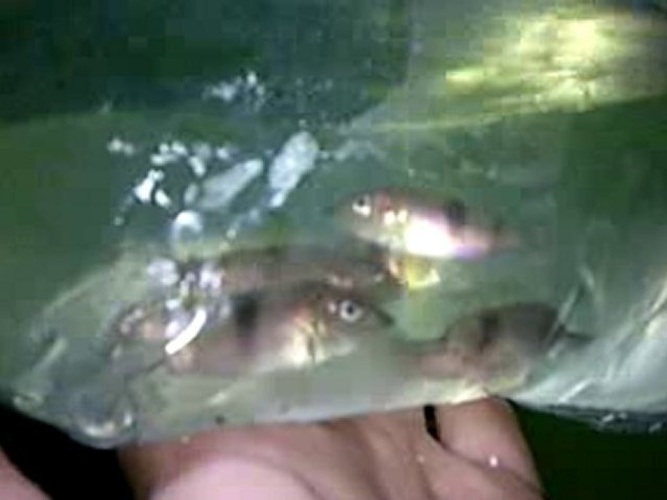 Gnath. Permaxiliaris