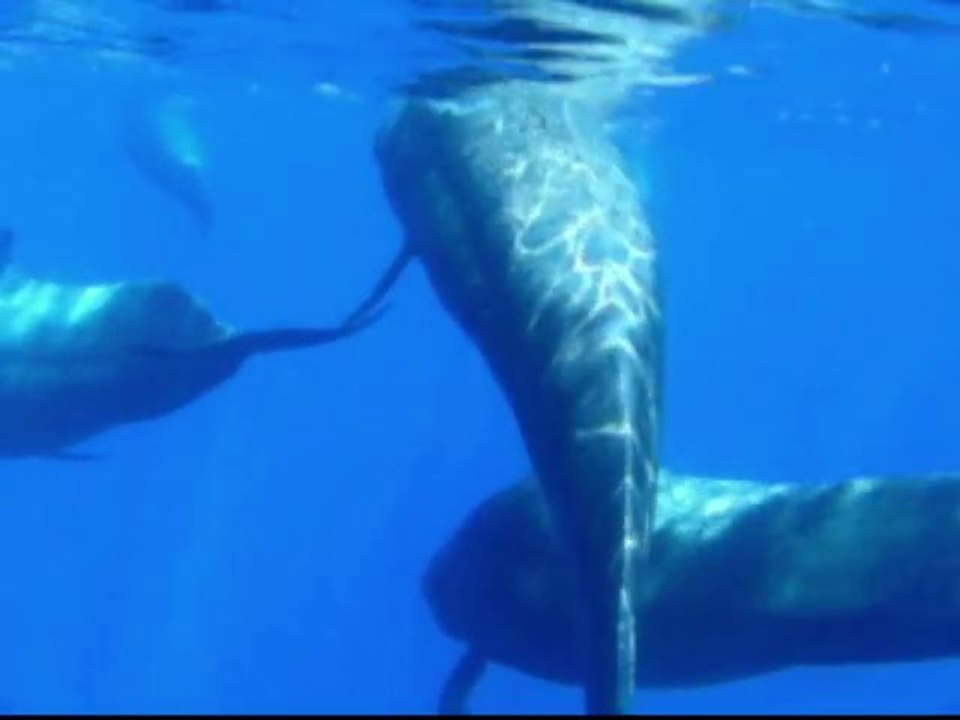 plongee pingouin malin compile