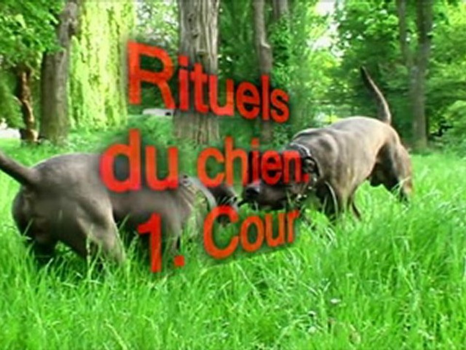 educateur canin 13/ cour éducation canine