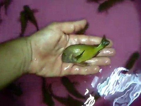 ilangi yellow africa