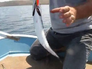 SIRTI AVIMIZ 12.08.2010