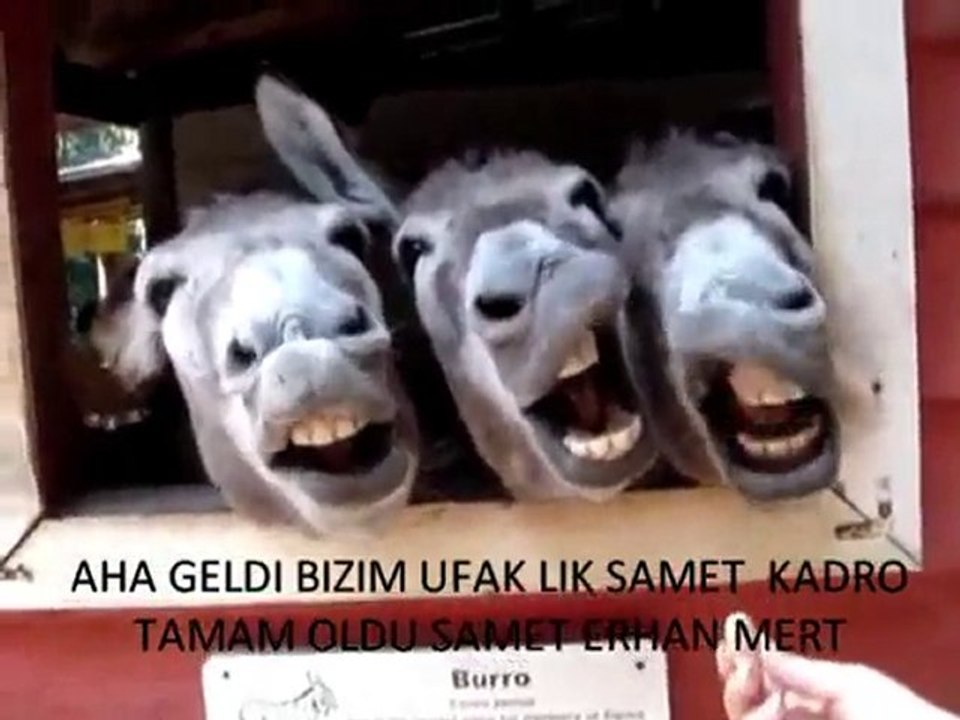 harika 4 lü