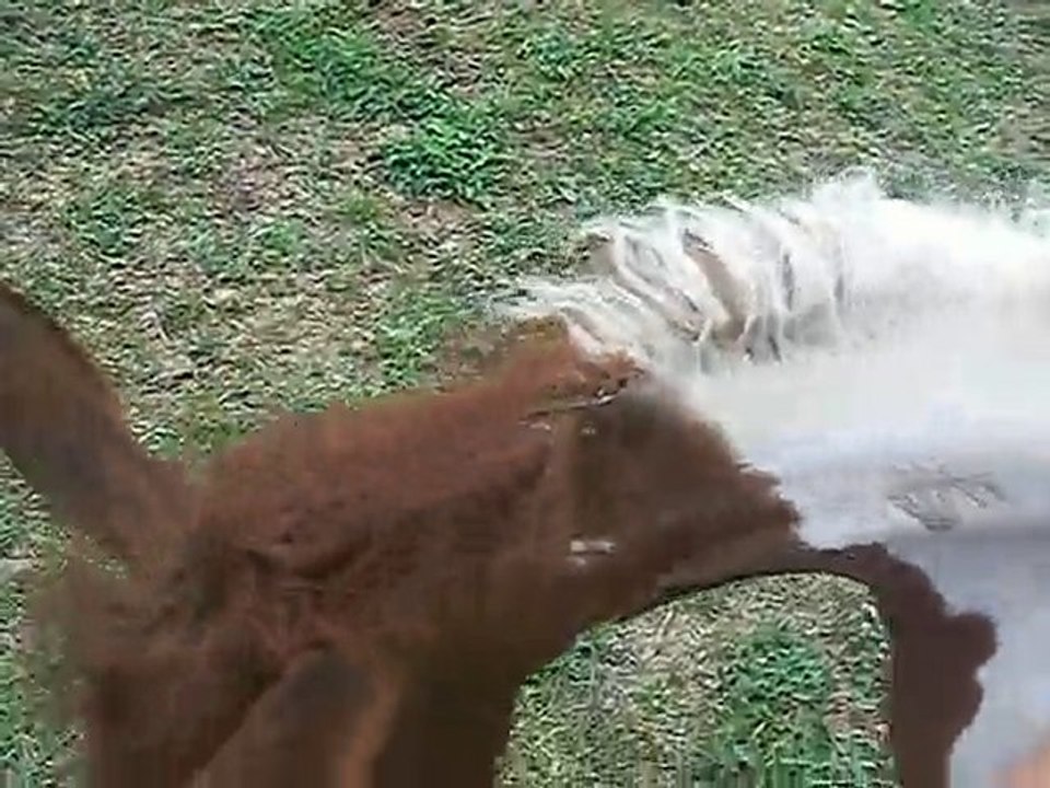 Hum c'est bon les gratouilles!