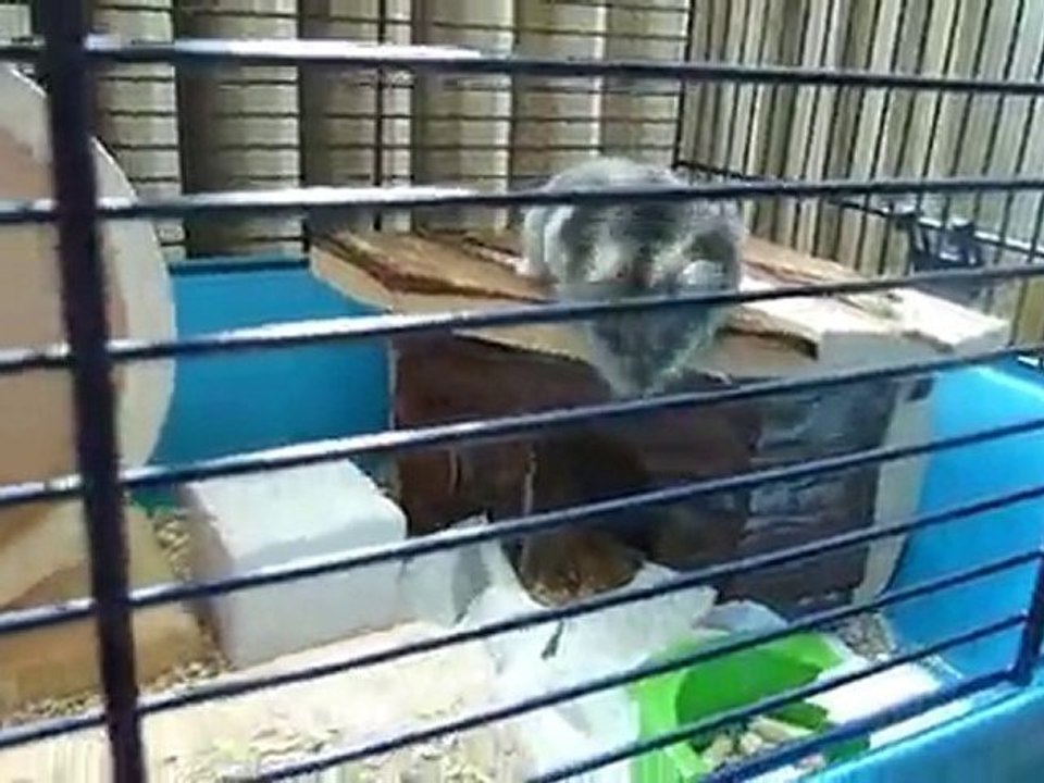 Volty qui fait de la roue