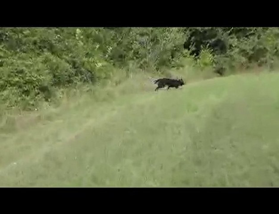 Willow training