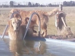 MASCOTAS TODO EL AÑO
