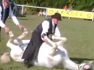 camargue equitation