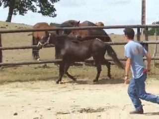 Appaloosa hongre né en 2009 PP USA et sire