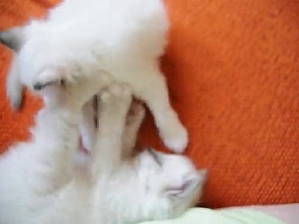 Les premiers chatons de Bel Khantaya