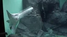 aquarium_0001