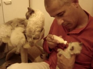 Chatterie Funny Ragdolls (Belgique)