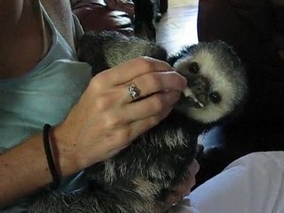 Klo le paresseux et la banane